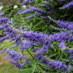 Mönchspfeffer Wechseljahre » Entdecke Wirkung und Alternativen Mönchspfeffer Wechseljahre