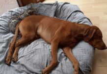 Meine Erfahrungen mit den Chillout Drops an Silvester Chillout Drops Erfahrungen - Titelbild