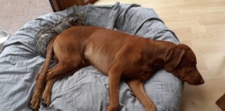 Meine Erfahrungen mit den Chillout Drops an Silvester Chillout Drops Erfahrungen - Titelbild