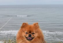 Meine Erfahrungen mit den Gras- & Kotfresserdrops । Tierliebhaber Mein Hund Yuri