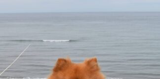 Meine Erfahrungen mit den Gras- & Kotfresserdrops । Tierliebhaber Mein Hund Yuri