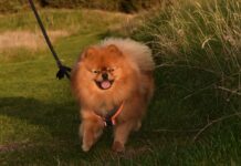 Erfahrungsbericht: Z-Spot Zeckenschutz von Tierliebhaber Yuri testet Hunde-Zeckenschutz