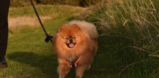 Erfahrungsbericht: Z-Spot Zeckenschutz von Tierliebhaber Yuri testet Hunde-Zeckenschutz