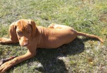 Meine Erfahrungen: Dentalspray für Hunde von Tierliebhaber Mein Hund Henry