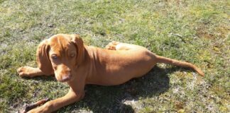 Meine Erfahrungen: Dentalspray für Hunde von Tierliebhaber Mein Hund Henry