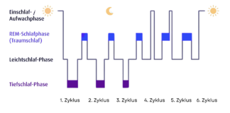Schlafphasen – Wie ist unser Schlaf aufgebaut und was passiert währenddessen im Körper? Ablauf der Schlafphasen