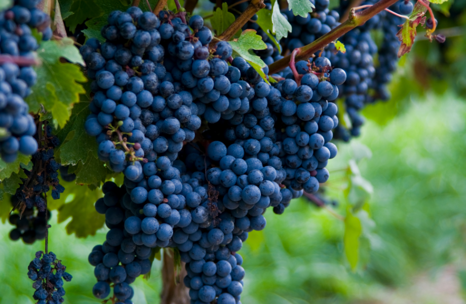 Weintrauben - OPC und Resveratrol